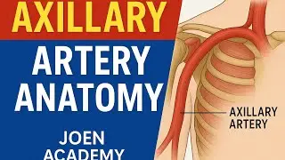 Axillary Artery Anatomy | Joen Academy