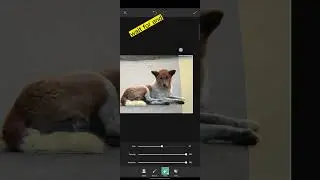 Adcome 8X tele photo lens photography lightroom photo editing #short #editing #dogphotography #lens