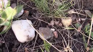 Камешки