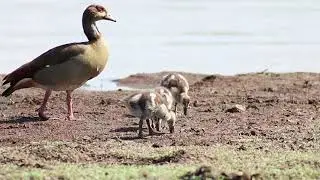 Adorable Baby Egyptian Geese