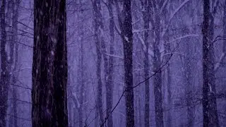 IT'S GETTING DARK IN THE FOREST.❄️FALLING SNOW CINEMATIC 4K VIDEO. GENTLE SOUNDS OF WINTER. BINAURAL