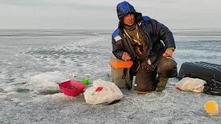 Ладога. Последний лёд. Крупная плотва уносит удочки. Дуплеты. Креницы.