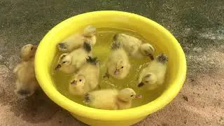 Cute baby ducklings swimming and feeding so happy