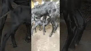 Goat feeding milk to her child #shorts