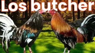 gallos butcher @elpoderdelpollo2342