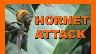 🐝 Chased by Suzumebachi - Asian Giant Hornet - Real Japan Monsters - 雀蜂攻撃 日本のモンスター