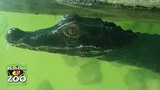 Discover Our New Dwarf Caiman | Banham Zoo