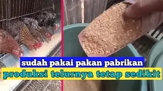 INI PENYEBABNYA ‼️  Bukan hanya faktor pakan saja