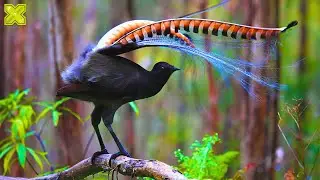Top 10 Fascinating Birds of Our Planet