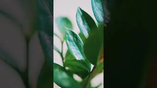 #Beutiful flowers 🌹🌹🌹🌹and #nature 👌👌👌👌❤️❤️❤️❤️