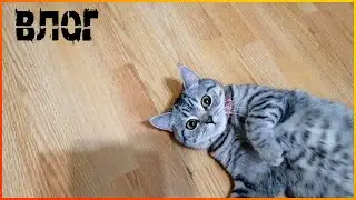 Qcomment экзамен\Опять начались морозы\Новый проект для заработка\Супер профит!