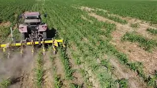 BUSA KS-6 FK CAM Rotary row-crop cultivator in direct-seeded sweet corn