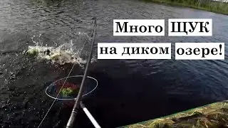 ДИКОЕ ОЗЕРО ЩУК в Карелии | Удачная рыбалка с байдарки, жор, клев на спиннинг летом