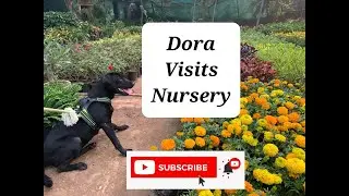 Dog visits Nursery | 