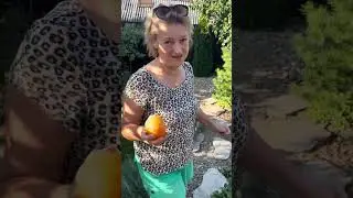 Наша Фазенда , сентябрь 2024 год и очень жарко !!!