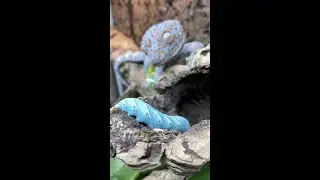 My Tokay Geckos eat BLUE GUMMY CATERPILLARS! Tokay Gecko Feeding 