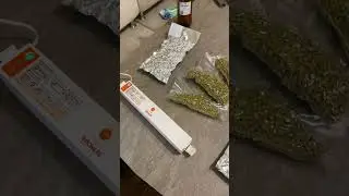 Полезные покупки ))) Хмель Galaxy.
