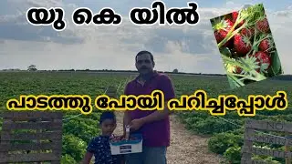 Strawberry picking in uk /visiting a strawberry farm in london