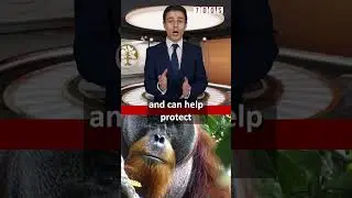 Sumatran Orangutan Heals Himself Using Plant!