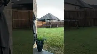 Funny Dog #врекомендации #врек #мейнкун #деньги #друзья #шпиц #9мая #acmr #а4 #луч #мама