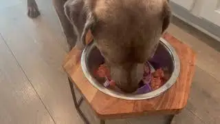 Jaoul Dog Bowl Slow Feeder, X Large 7 Inch Cuttable Slow Feeder Bowl Insert  Review
