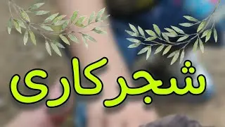 شجرکاری