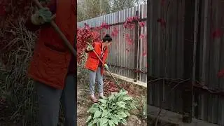 Осенняя уборка в саду 🍂