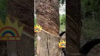 Extracting Rubber from a Rubber Tree😱 #shorts #tree #trending #youtubeshorts