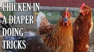 Diaper-Wearing House Chicken Learns Tricks