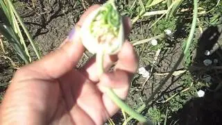 How can you tell when the garlic should be removed.