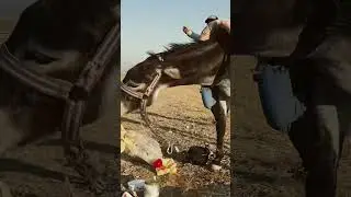 Koyun ile eşek ekmeğim bana vermediler