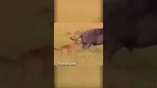 Hyena tore off an important organ from a buffalo