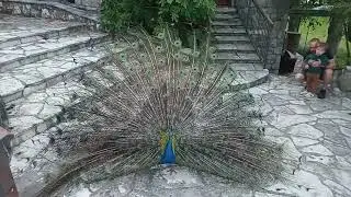 павлин