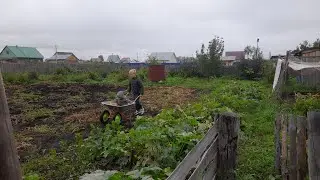 С картошкой закончили. Наводим порядок нам участке.