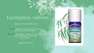 2023 Aromatherapy: 15 Oils Descriptions | Foundation Course | SD