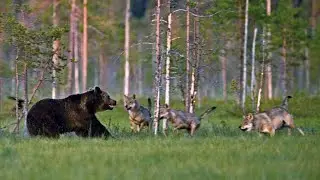 💥 Bear vs. Pack of Wolves. Who will win?