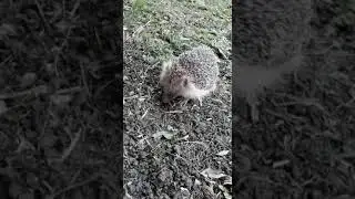 hedgehog