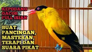 KEPODANG EMAS GACOR FULL ISIAN, COCOK BUAT PANCINGAN, TERAPI SUARA KEPODANG, SUARA PIKAT KEPODANG