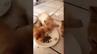#котята