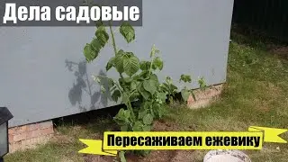 Наш сад и огород - пересаживаем ежевику