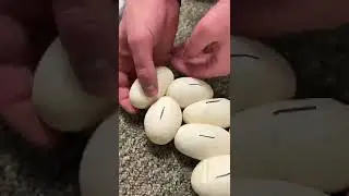 Rare Python Lays Eggs! #shorts #snake #eggs #python #reptiles #animals #snakes #ballpython