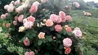 Роза Полька 2019 . Сад , огород