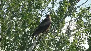 Чёрный коршун.