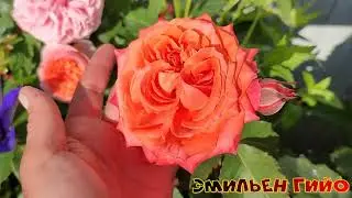 Цветение роз в ПОДМОСКОВЬЕ (25.06)🌹🌹🌹. Эмильен Гийо, Юстасия Вэй, Уайт Ликорис, Рапсоди ин Блю и др.