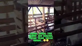 Pantang Pulang Sebelum Madhang