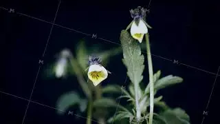 white viola spring flowers blooming, opening its blossom, germination time lapse, isolated on black