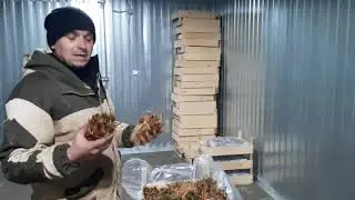 Рассада фриго,что это такое? Работа на хозяйстве в зимний период.