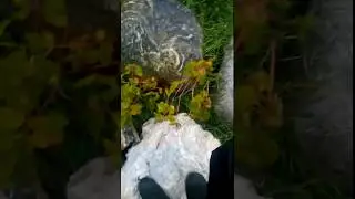 Обкуренный