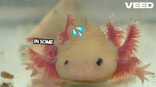 Unraveling the Secrets of Tadpoles | Did You Know