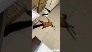 Drama Queen Squirrel